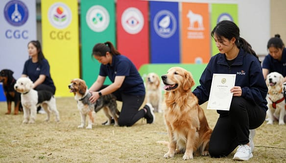 dog training certification paths